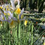 Iris blancos Jardines Bajos Generalife II