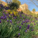 Iris junto Puerta de los Siete Suelos, Bosque de la Alhambra