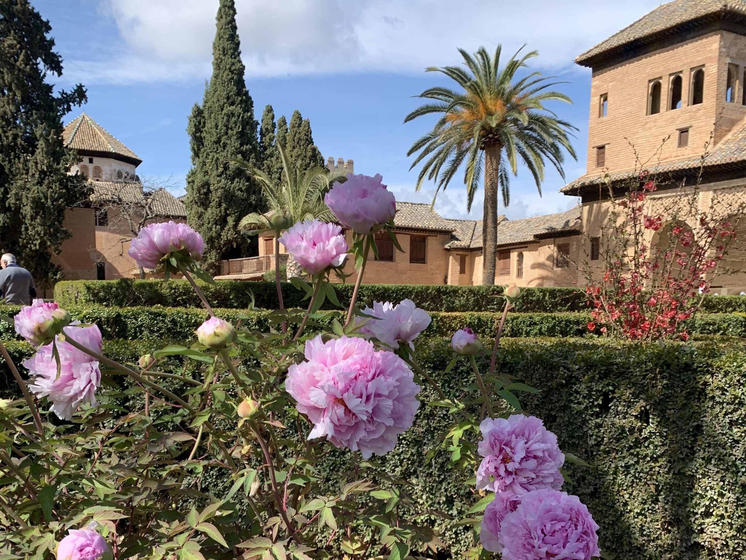 Peonías, planta de primavera de la Alhambra