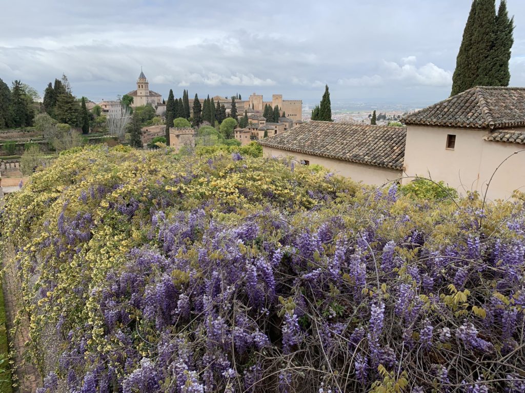 Rosa Banksiae y Glicinia Casa de los Amigos Generalife II