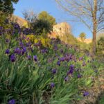 Iris junto Puerta de los Siete Suelos, Bosque de la Alhambra