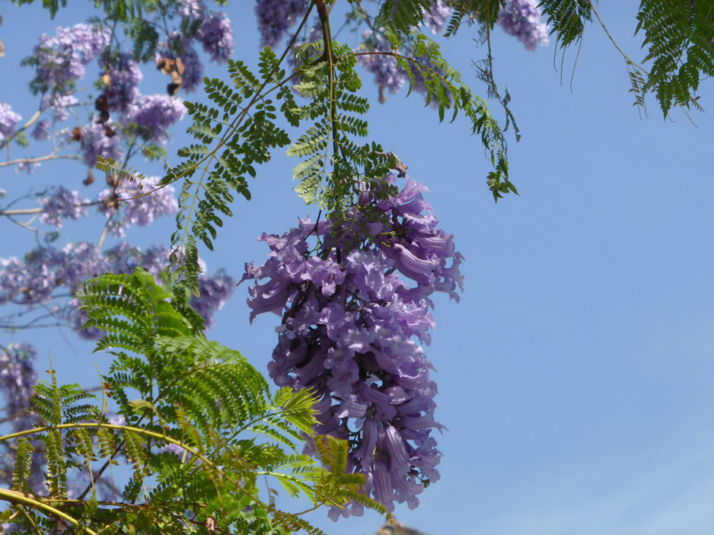 Jacaranda detalle flor 4